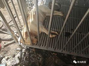 泉州爆料大狗视频,究竟何方神圣？  第3张